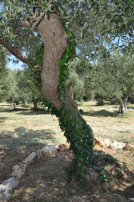 Masseria Costanza ปูติญญาโน ภายนอก รูปภาพ