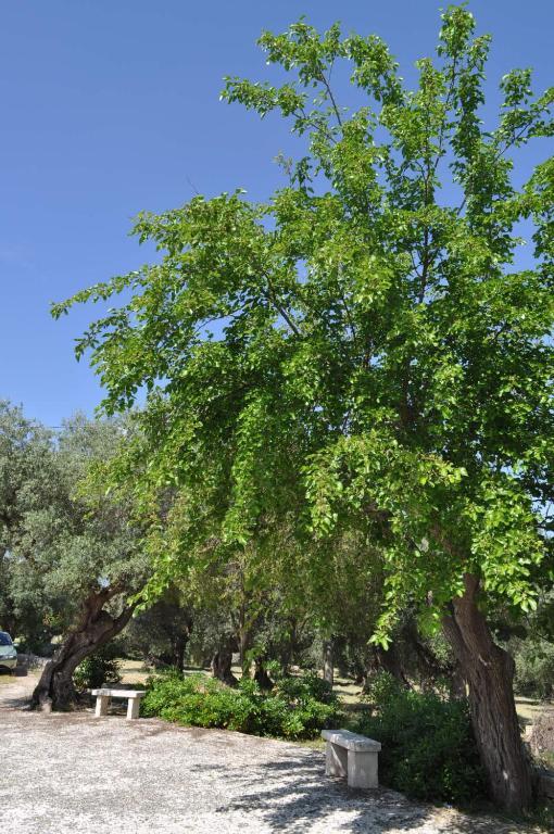 Masseria Costanza ปูติญญาโน ภายนอก รูปภาพ