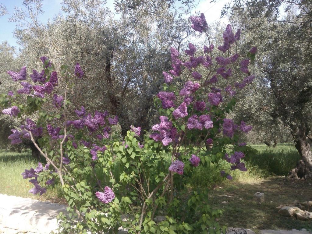 Masseria Costanza ปูติญญาโน ภายนอก รูปภาพ
